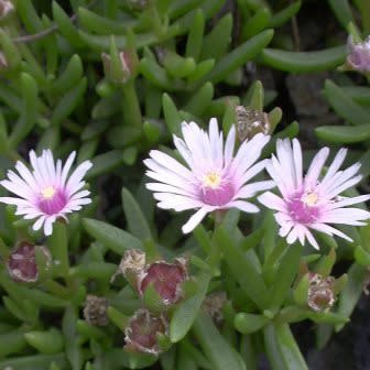 Delosperma macrostigma - 5 Seed Pack - Image 3