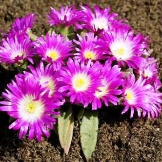 Delosperma sutherlandii - 5 Seed Pack - Image 2