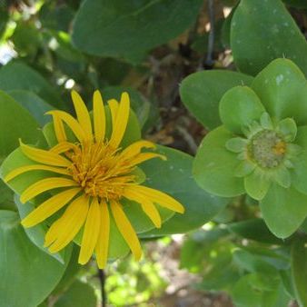 Didelta spinosa - 5 Seed Pack