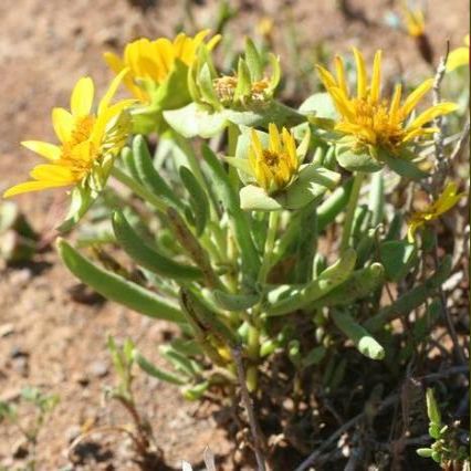Didelta spinosa - 5 Seed Pack - Image 2