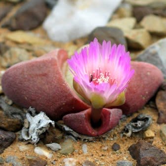 Didymaotus lapidiformis - Spirit Stone, Stone Plant; Beeskloutjie - 5 Seed Pack