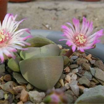 Didymaotus lapidiformis - Spirit Stone, Stone Plant; Beeskloutjie - 5 Seed Pack - Image 2