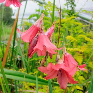 Dierama dracomontanum - Drakensberg Wandflower, Angels Fishing Rod - 5 Seed Pack - Image 2
