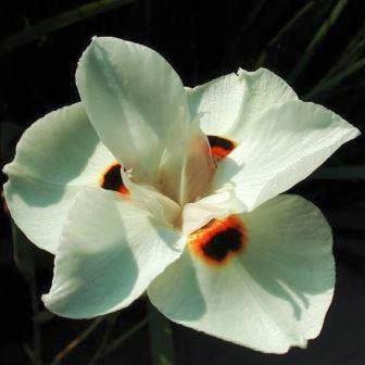 Dietes bicolor - Yellow Wild Iris, Peacock Flower; Uintjie, Poublom - 5 Seed Pack