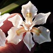 Dietes butcheriana - Wide-leafed Dietes - 5 Seed Pack