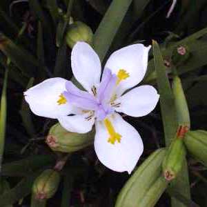Dietes grandiflora x iridioides - Natural Hybrid - 5 Seed Pack - Image 2