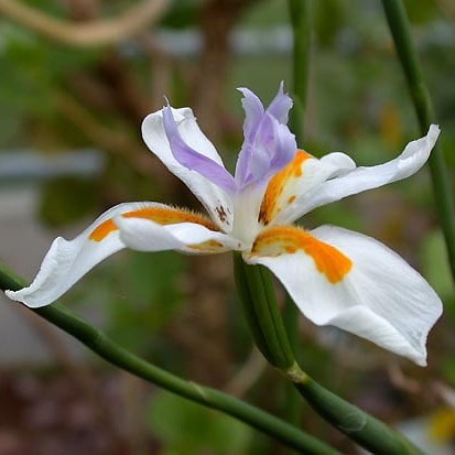 Dietes iridioides - African Iris, Butterfly Iris - 5 Seed Pack