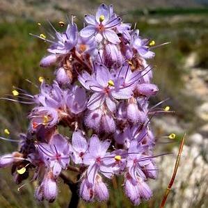 Dilatris ixioides - 5 Seed Pack
