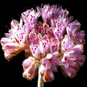 Dilatris pillansii - Rooiwortel Seeds - 5 Seed Pacl