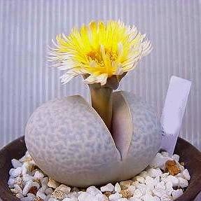 Dinteranthus pole-evansii - 10+ Seed Pack