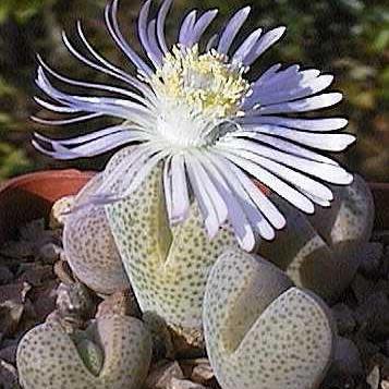 Dinteranthus puberulus - 10+ Seed Pack