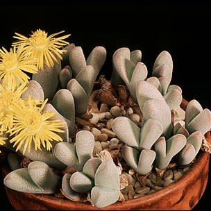 Dinteranthus puberulus - 10+ Seed Pack - Image 2