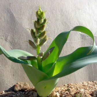 Dipcadi glaucum - Poison Onion, Wild Onion; Dronkui, Gif-ui, Groenlelie, Grootmalkopui, Wilde-ui - 5 Seed Pack