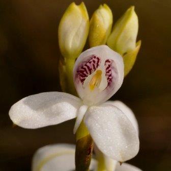 Disa caulescens - 10+ Seed Pack