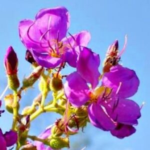 Dissotis princeps - 10 Seed Pack