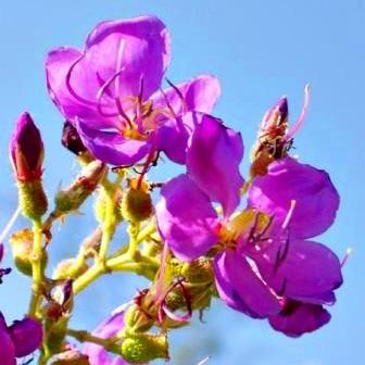 Dissotis princeps - 10 Seed Pack