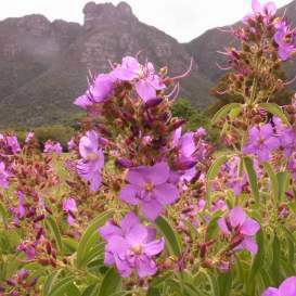 Dissotis princeps - 10 Seed Pack - Image 2