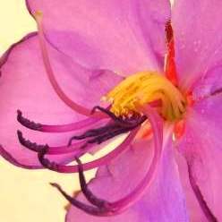 Dissotis princeps - 10 Seed Pack - Image 3