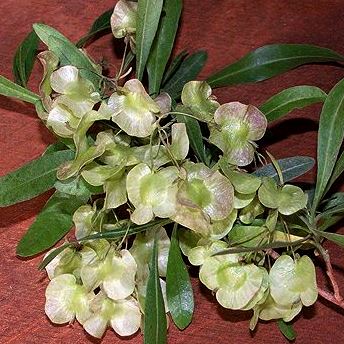 Dodonaea angustifolia - Giant bush hop, Sand olive - 10 Seed Pack - Image 2