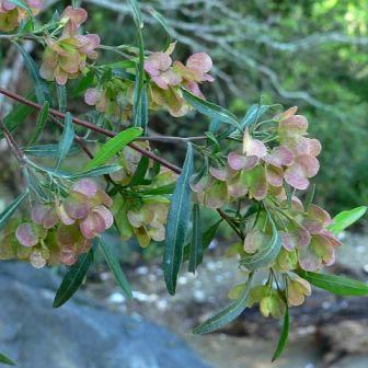 Dodonaea angustifolia - Giant bush hop, Sand olive - 10 Seed Pack - Image 3