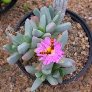 Dracophilus proximus - 5 Seed Pack