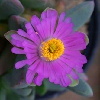 Dracophilus proximus - 5 Seed Pack - Image 2