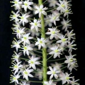Drimia altissima - Tall white squill; Jeukbol - 5 Seed Pack
