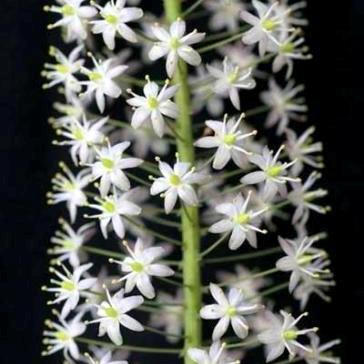 Drimia altissima - Tall white squill; Jeukbol - 5 Seed Pack