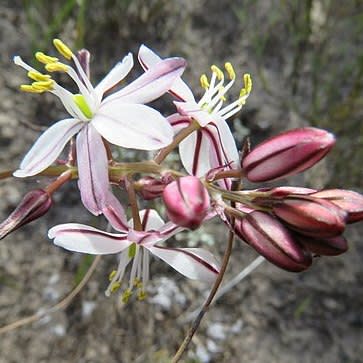 Drimia exuviata - 5 Seed Pack