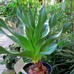 Drimia macrocentra - 5 Seed Pack
