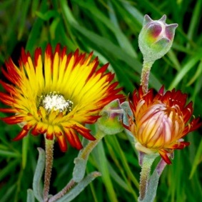 Drosanthemum micans - Robertson Vygie - 5 Seed Pack - Image 2