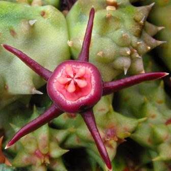 Duvalia caespitosa - 5 Seed Pack