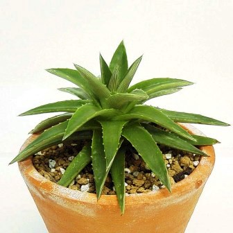 Dyckia brevifolia - Pineapple Dyckia, Pineapple Bromeliad - 50+ Seed Pack