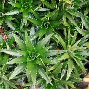 Dyckia brevifolia - Pineapple Dyckia, Pineapple Bromeliad - 50+ Seed Pack - Image 2