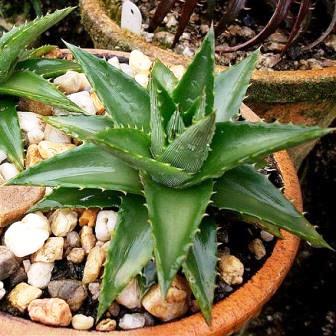 Dyckia brevifolia - Pineapple Dyckia, Pineapple Bromeliad - 50+ Seed Pack - Image 3