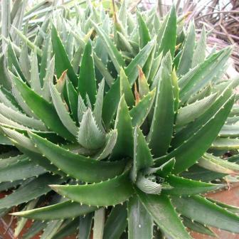 Dyckia brevifolia - Pineapple Dyckia, Pineapple Bromeliad - 50+ Seed Pack - Image 4