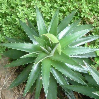Dyckia brevifolia - Pineapple Dyckia, Pineapple Bromeliad - 50+ Seed Pack - Image 5