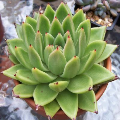 Echeveria agavoides - 20+ Seed Pack