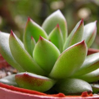 Echeveria agavoides - 20+ Seed Pack - Image 2