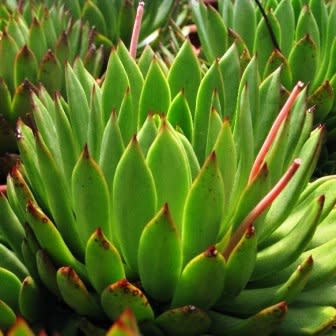 Echeveria agavoides - 20+ Seed Pack - Image 3