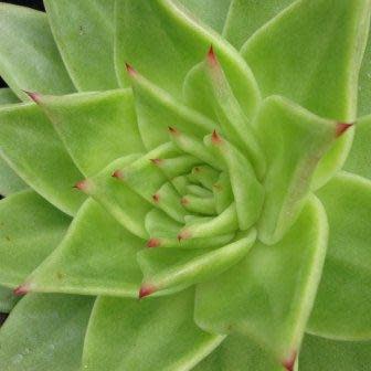 Echeveria agavoides - 20+ Seed Pack - Image 4
