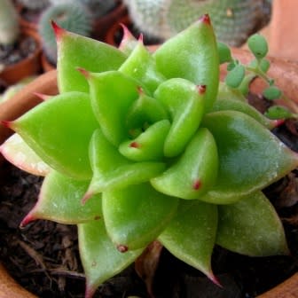 Echeveria agavoides - 20+ Seed Pack - Image 5