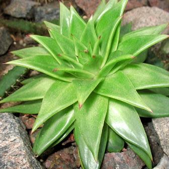 Echeveria agavoides - 20+ Seed Pack - Image 6