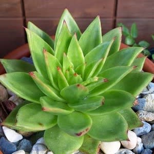 Echeveria agavoides - 20+ Seed Pack - Image 7