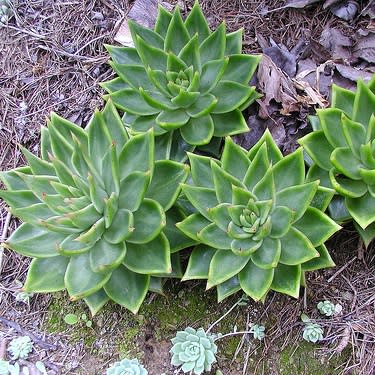 Echeveria agavoides - 20+ Seed Pack - Image 8