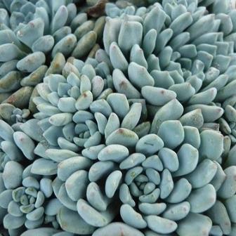 Echeveria amoena - 20+ Seed Pack