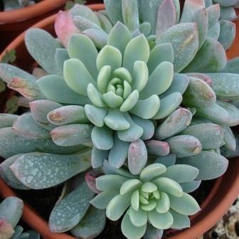 Echeveria amoena - 20+ Seed Pack - Image 2