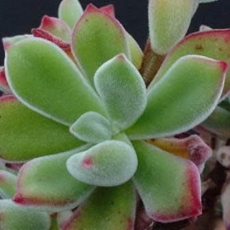 Echeveria pulvinata - White Chenille Plant, Plush Plant, Velvet Echeveria - 20+ Seed Pack