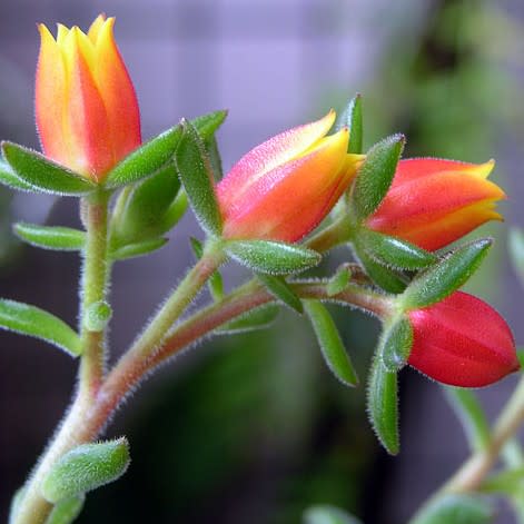 Echeveria pulvinata - White Chenille Plant, Plush Plant, Velvet Echeveria - 20+ Seed Pack - Image 2