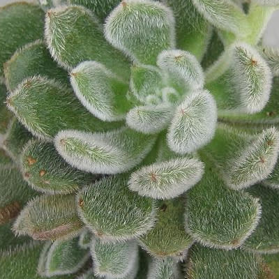 Echeveria pulvinata - White Chenille Plant, Plush Plant, Velvet Echeveria - 20+ Seed Pack - Image 3